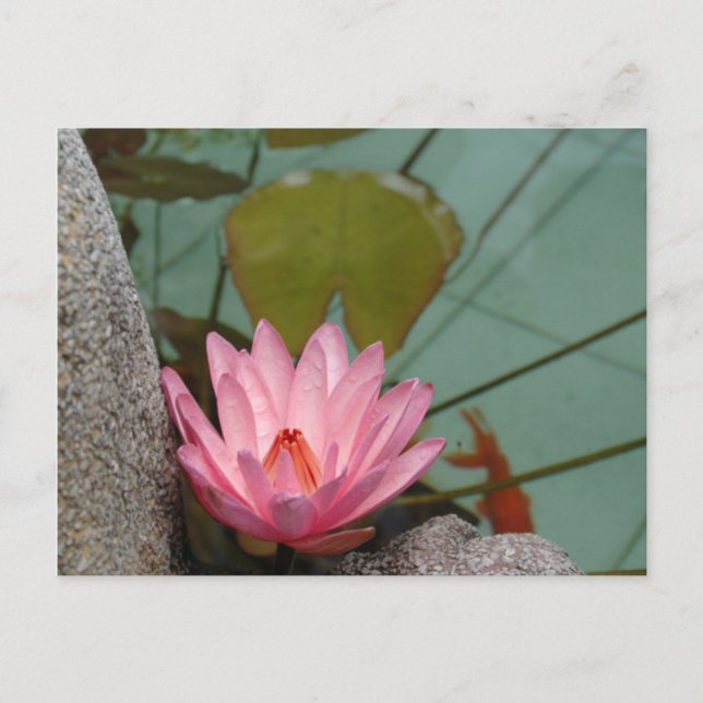 Carte Postale Asie, Vietnam. Lys d'eau dans un étang de temple (Devant)