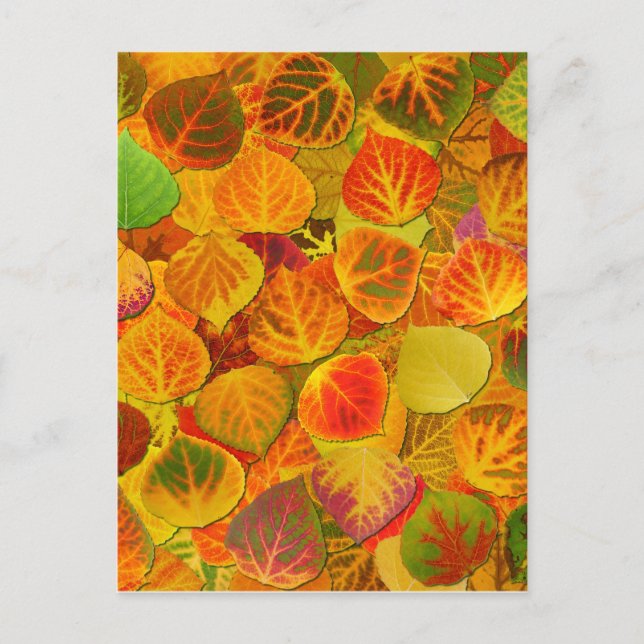 Carte Postale Aspen Feuilles Collage Solid Medley 1 (Devant)