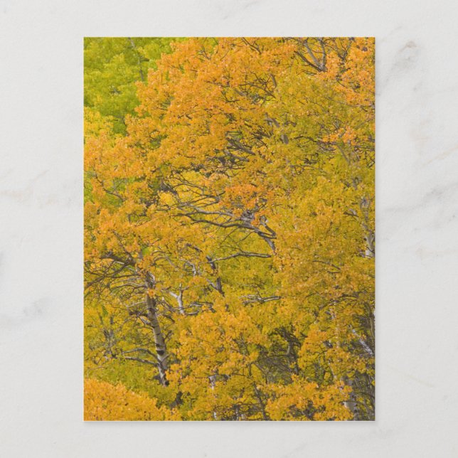 Carte Postale Aspen grove aux couleurs de pointe en automne près (Devant)
