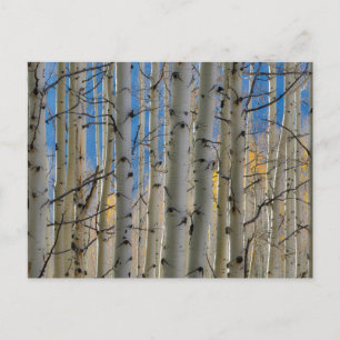 Carte Postale Aspen Groves   Colorado Montagnes Rocheuses