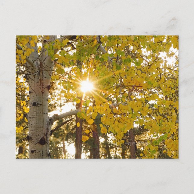 Carte Postale Aspen Trees Automne Chute Foliting Sunburst (Devant)