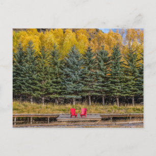 Carte Postale Aspens d'automne