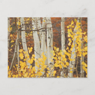 Carte Postale Aspens en automne