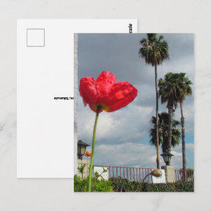 Carte postale - Aspirations de coquelicot