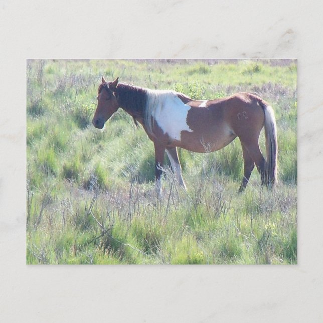 Carte postale : Assateague Island, Maison du Célèb (Devant)