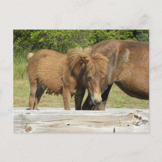 Carte Postale Assateague poulain (Devant)
