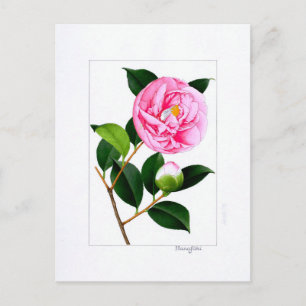 Carte Postale Assiette Camellia : Hanafuki