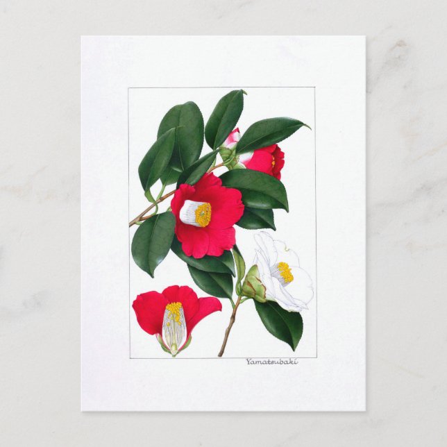 Carte Postale Assiette Camellia : Yamatsubaki (Devant)