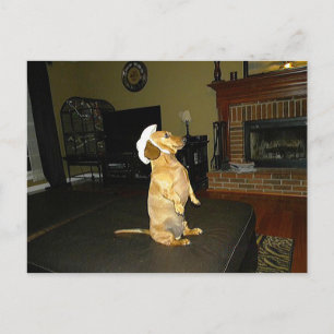 Carte Postale Assis jolie ou regarder la TV Dachshund