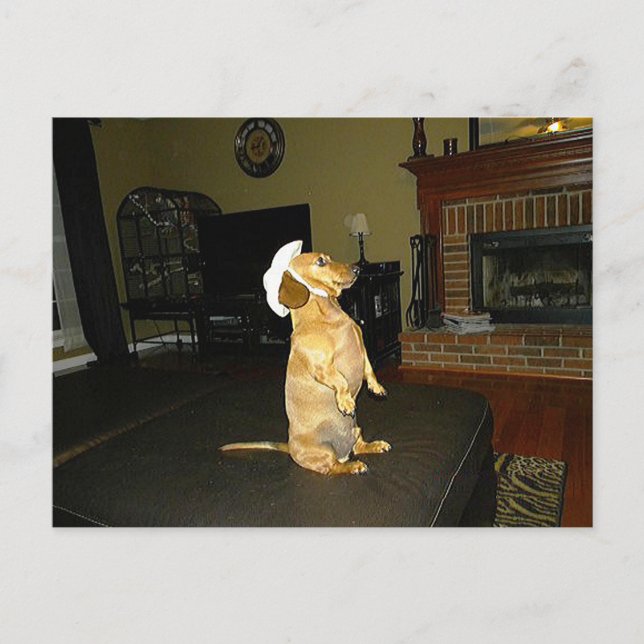 Carte Postale Assis jolie ou regarder la TV Dachshund (Devant)