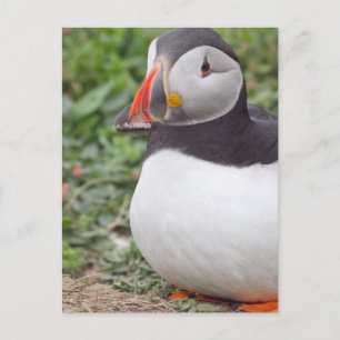 Carte Postale Assis Puffin à Skomer Island