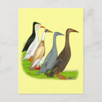Assortiment de canard coureur