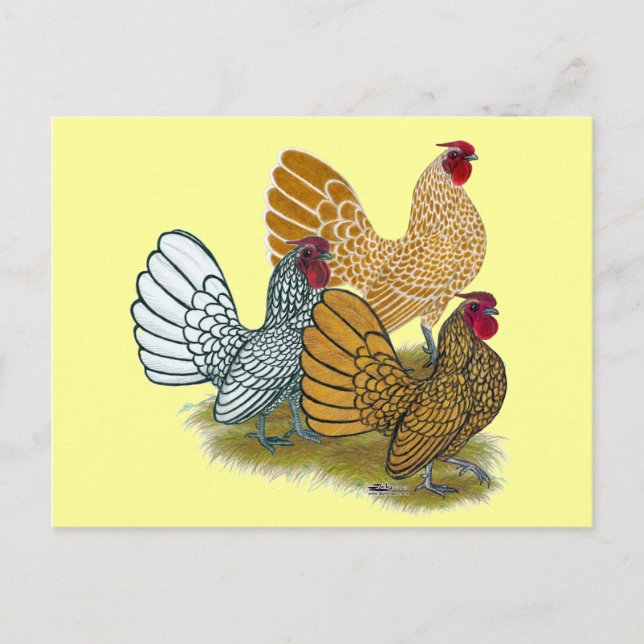 Carte Postale Assortiment de Sebright Rooster (Devant)
