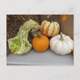 Carte Postale Assortiment Gourd