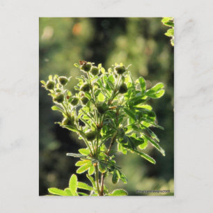 Carte Postale Aster Buds