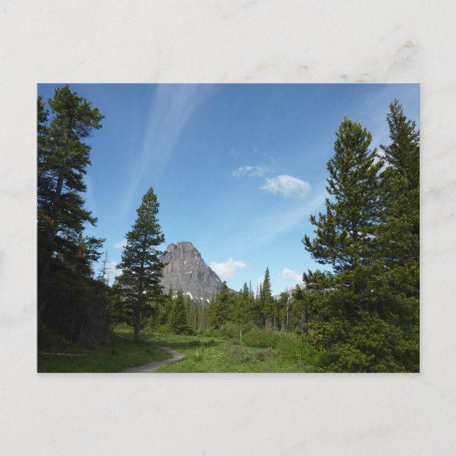 Carte Postale Aster Park Trail au parc national Glacier (Devant)