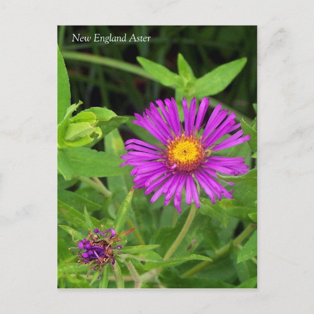 Carte postale Aster Symphotrichum Nouvelle-Anglete (Devant)