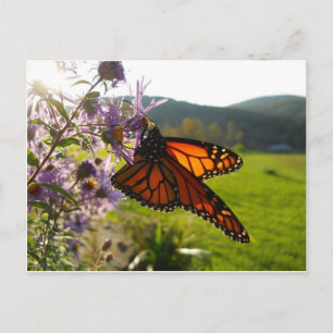 Carte Postale Aster Visitor