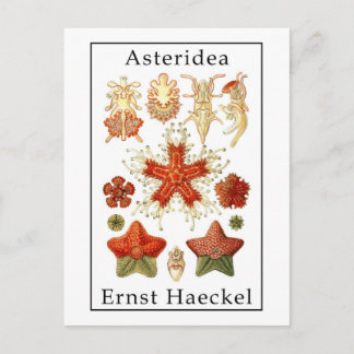 Carte Postale Astéridée par Ernst Haeckel