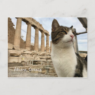 Carte postale Athens Cat Kitten Acropolois Parthen
