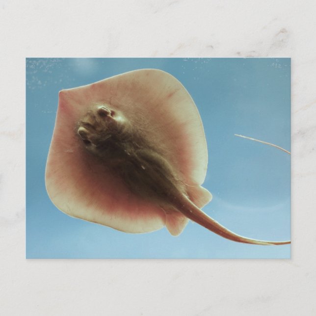 Carte Postale Atlantique Stingray (Devant)