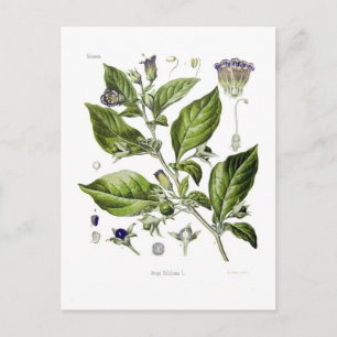 Carte Postale Atropa belladonna (Deadly Nightshade)