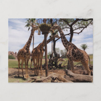Carte Postale Attaque à la girafe