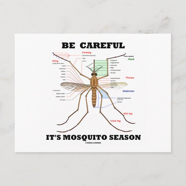 Carte Postale Attention c'est la saison des moustiques (Anatomie (Devant)