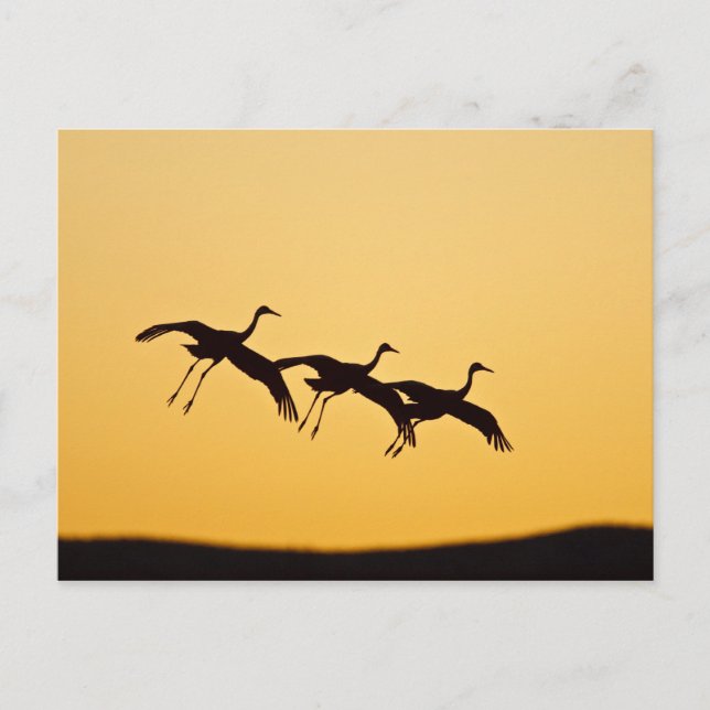 Carte Postale Atterrissage de la grue de Sandhill au coucher du  (Devant)