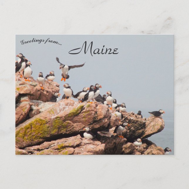 Carte Postale Atterrissage des pouffins dans le Maine (Devant)