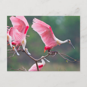 Carte Postale Atterrissage des spatules de rose (Ajaia Ajaja)