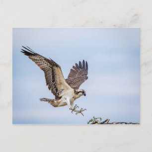 Carte Postale Atterrissage du balbuzard pêcheur dans le nid