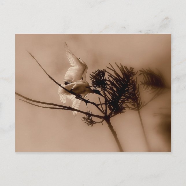 Carte Postale atterrissage en douceur (Devant)