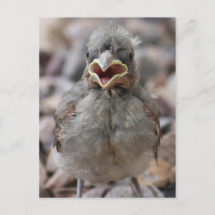 Carte postale Attitude Oiseau-Bébé
