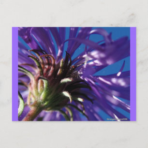 Carte Postale Au-dessous d'un aster