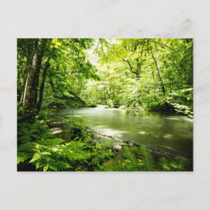 Carte Postale Au fond de la forêt