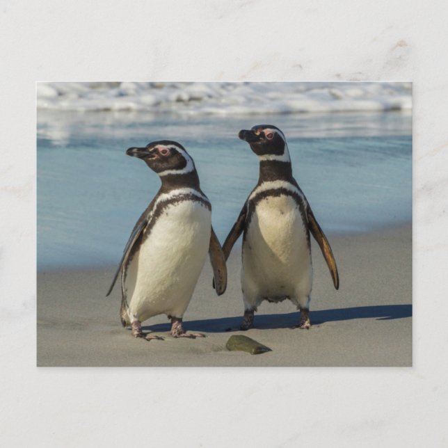 Carte Postale Au pair des penguins (Devant)