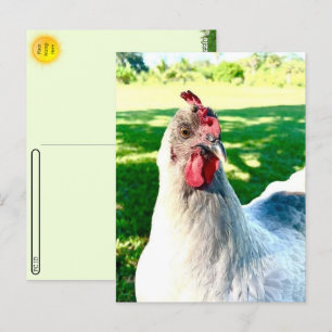 Carte postale au passage à niveau pour poulet - sé