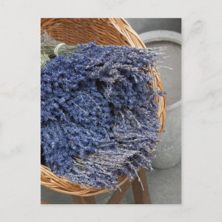 Carte Postale Au pays des lavandes