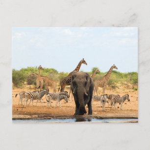 Carte Postale Au trou d'eau