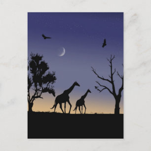Carte Postale aube africaine - girafes