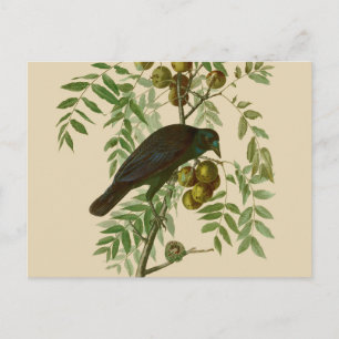 Carte Postale Audubon American Crow Black Bird