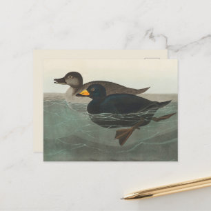 Carte Postale Audubon American Scoter Duck Classic