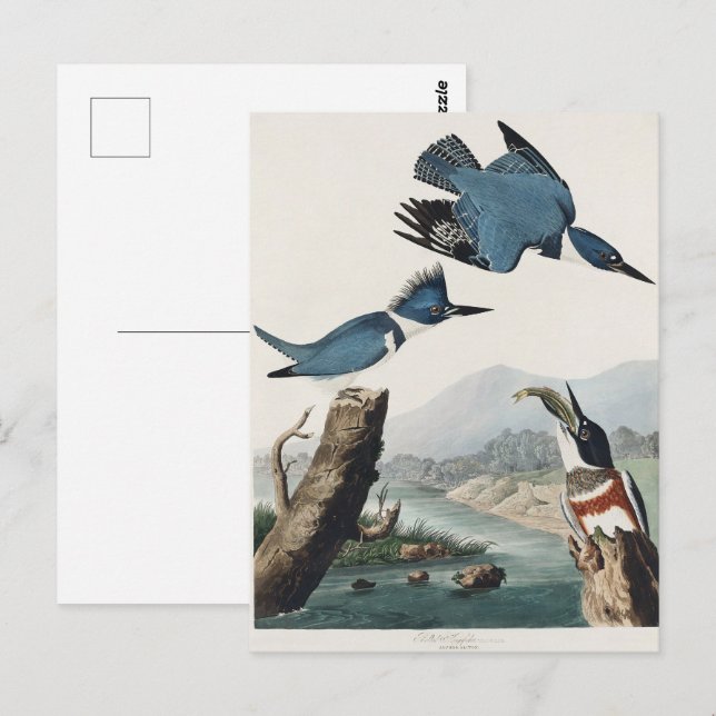 Carte Postale Audubon Belted Kingfisher Peinture d'oiseaux sauva (Devant / Derrière)