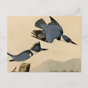Carte Postale Audubon Belted Kingfisher Wildlife Bird