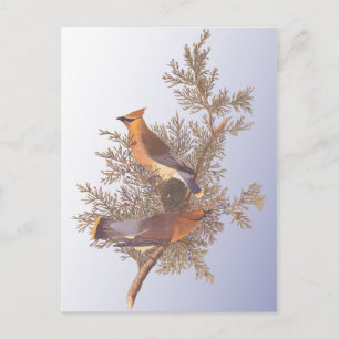 Carte Postale Audubon Cèdre cire Oiseau