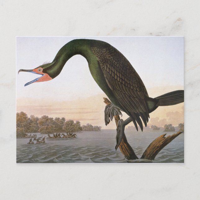 Carte Postale Audubon : Double Crested Cormorant (Devant)
