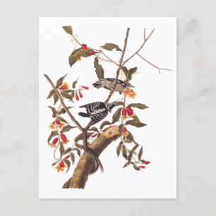 Carte Postale Audubon Downy Pic Couple aux fleurs