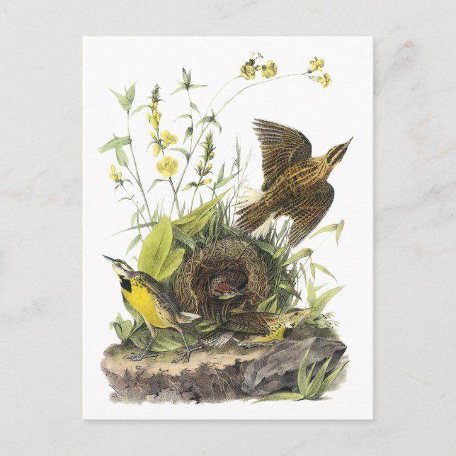 Carte Postale Audubon Eastern Meadowlard (Devant)