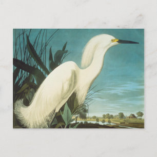 Carte Postale Audubon : Egret